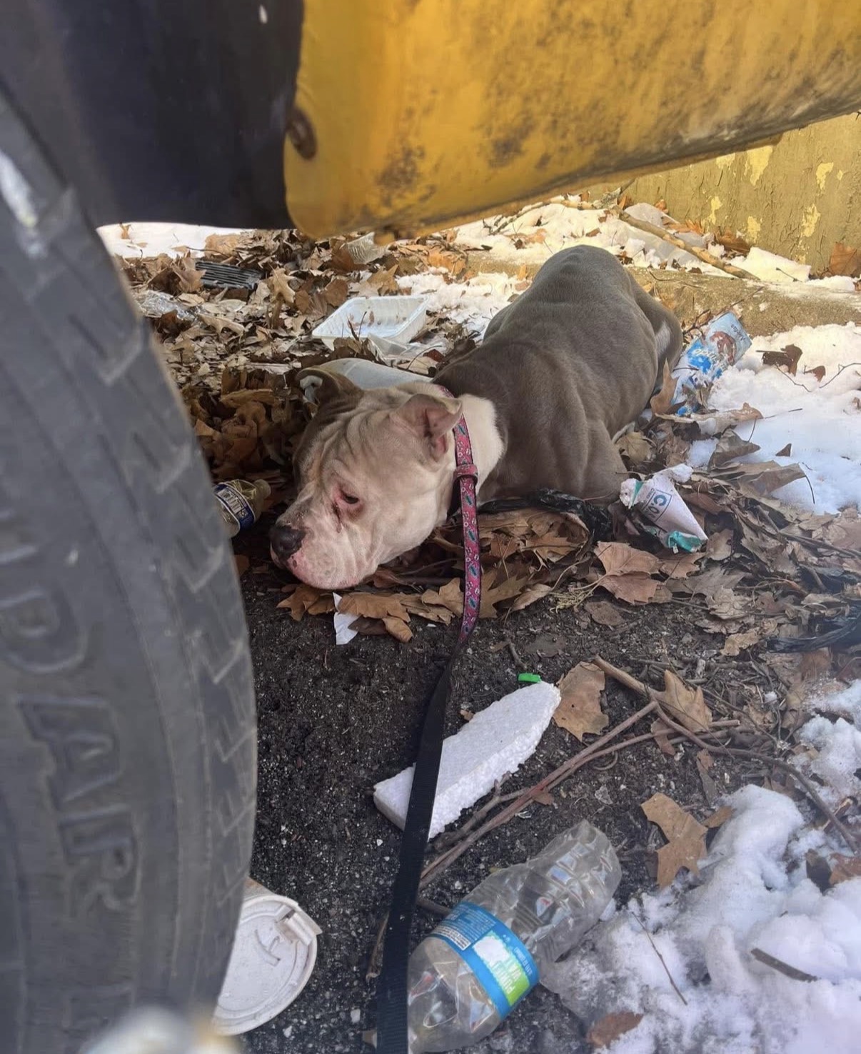 Found collapsed in the snow behind a dumpster — now safe.