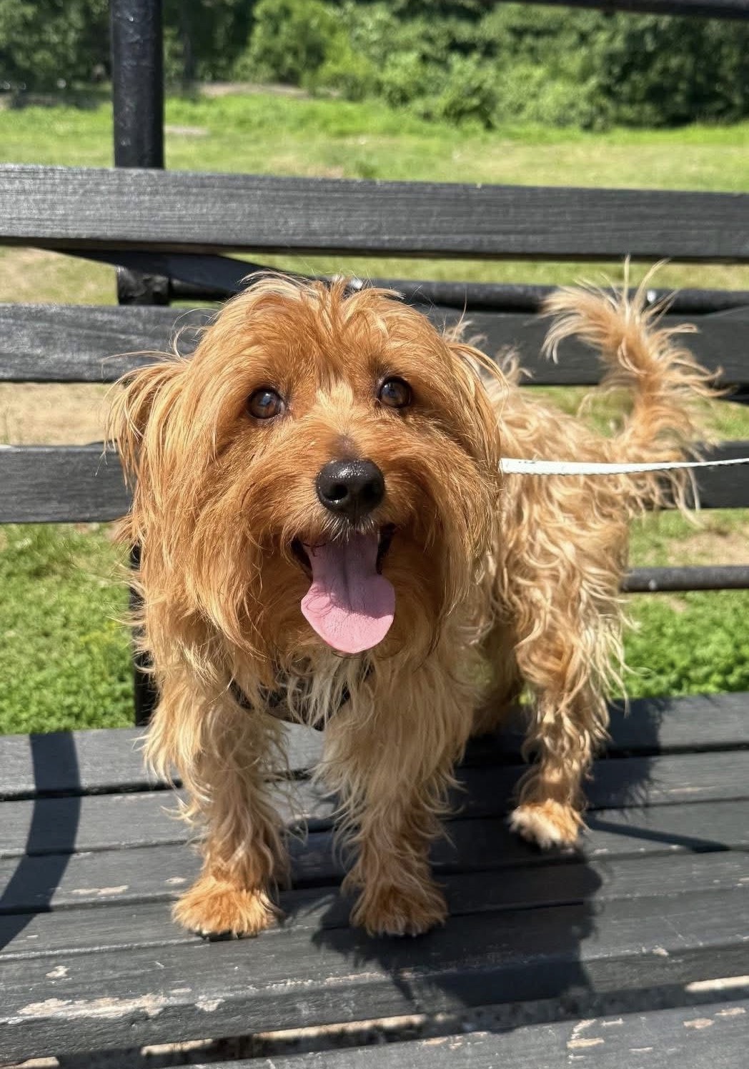 Safe on the boardwalk after being pulled from a hoarding case.