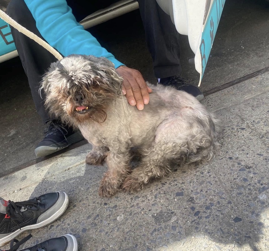 Matted senior surrendered on the sidewalk — now in our care.