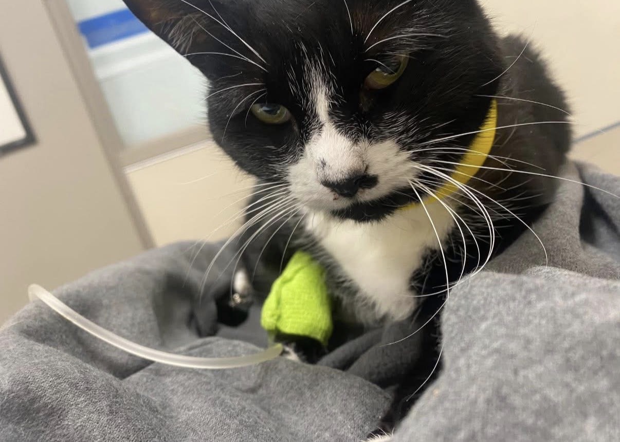 Tuxedo kitten on IV fluids, fighting to recover.