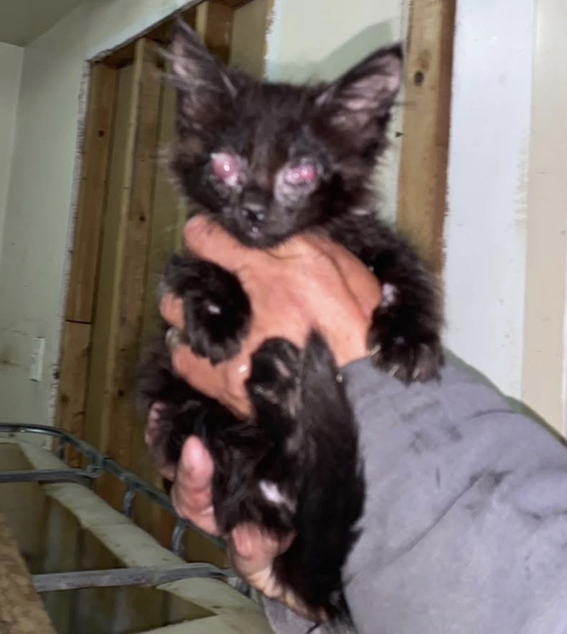 Tiny kitten with severe eye infection, pulled from a construction site.