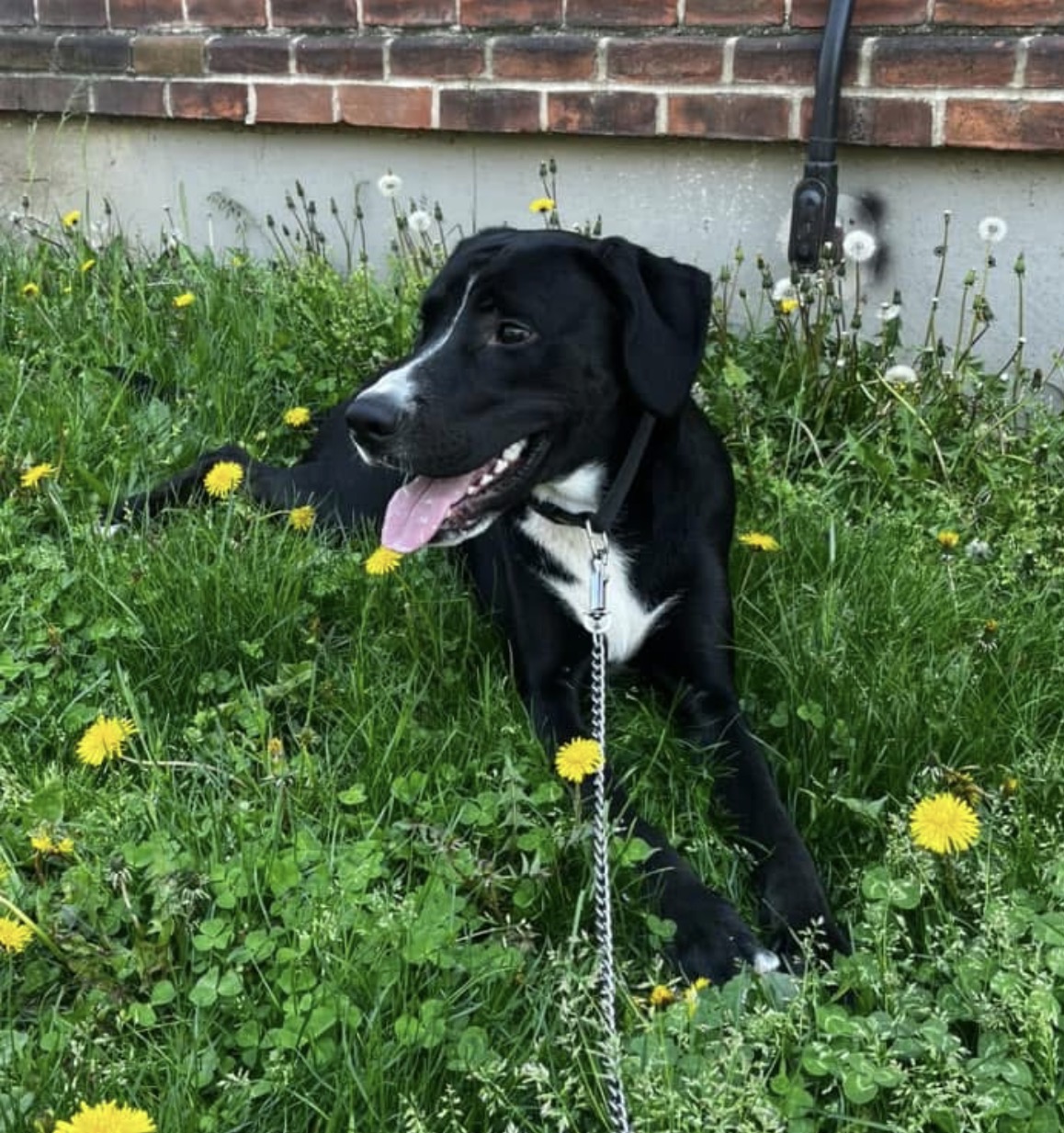 First taste of grass and dandelions in his new foster yard.