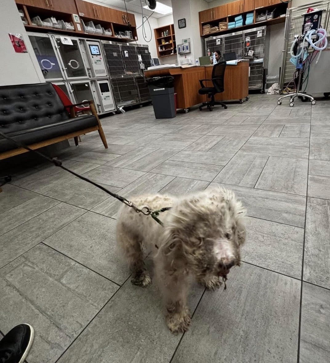 Intake at the vet after being pulled from neglect.