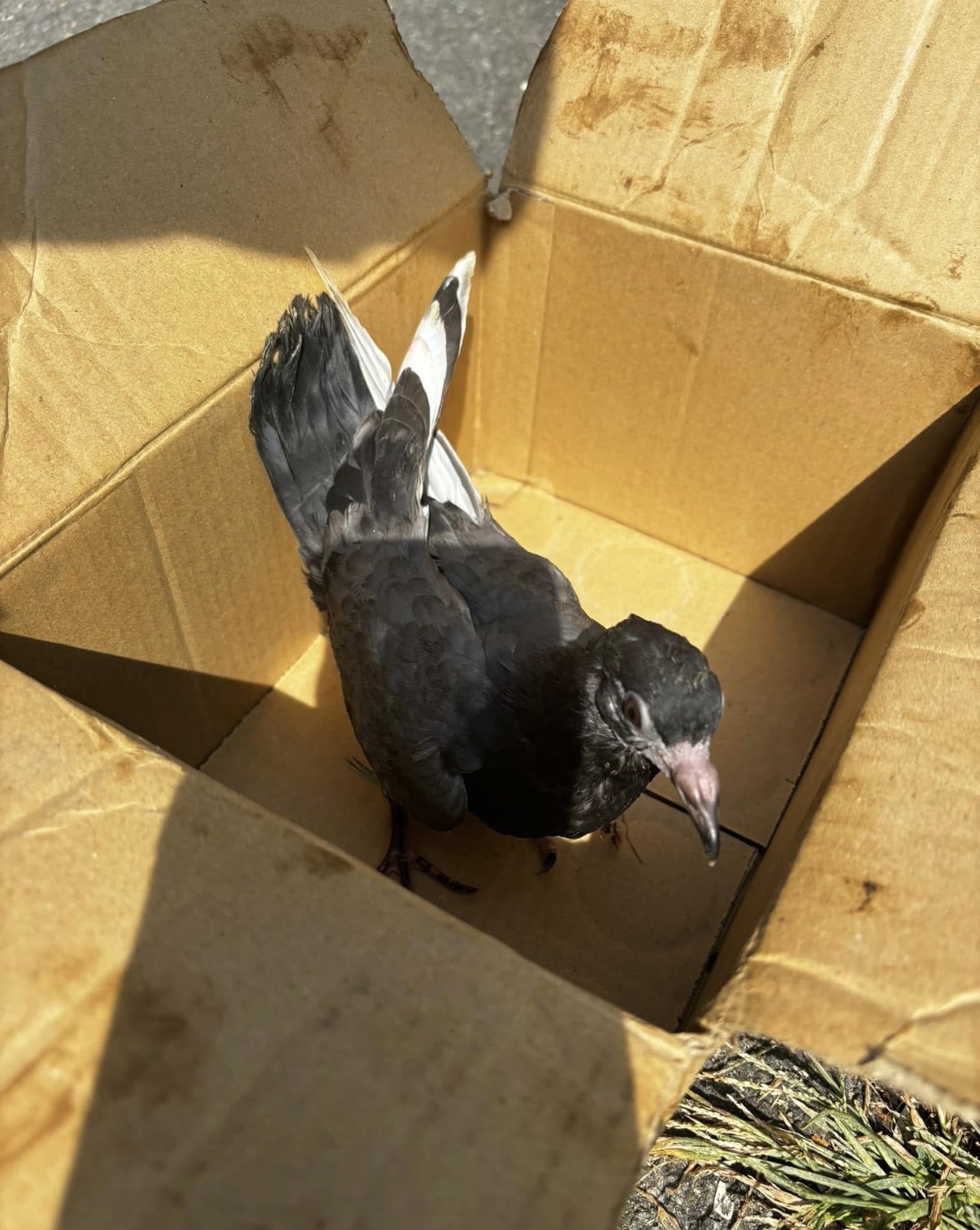Injured pigeon boxed up for transport to a wildlife rehabber.