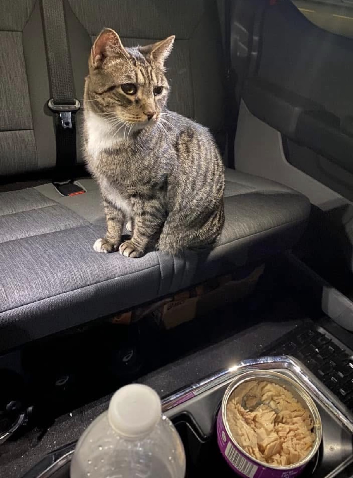 Rescued tabby eating her first real meal in the transport van.