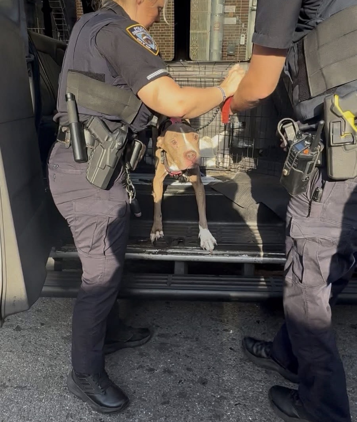 NYPD hands off a rescued pit bull to our team.