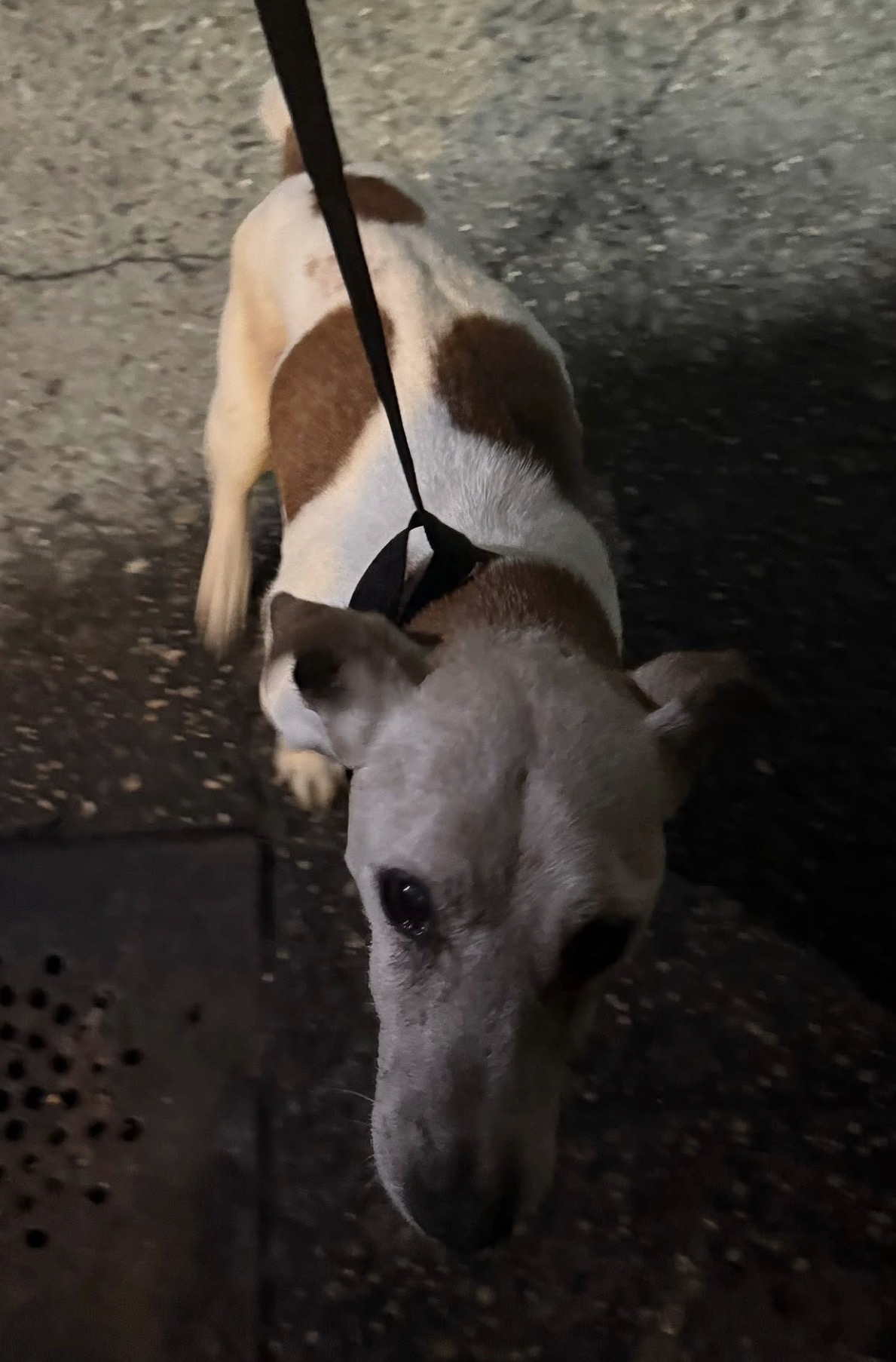 Senior found wandering alone at night in the Bronx.