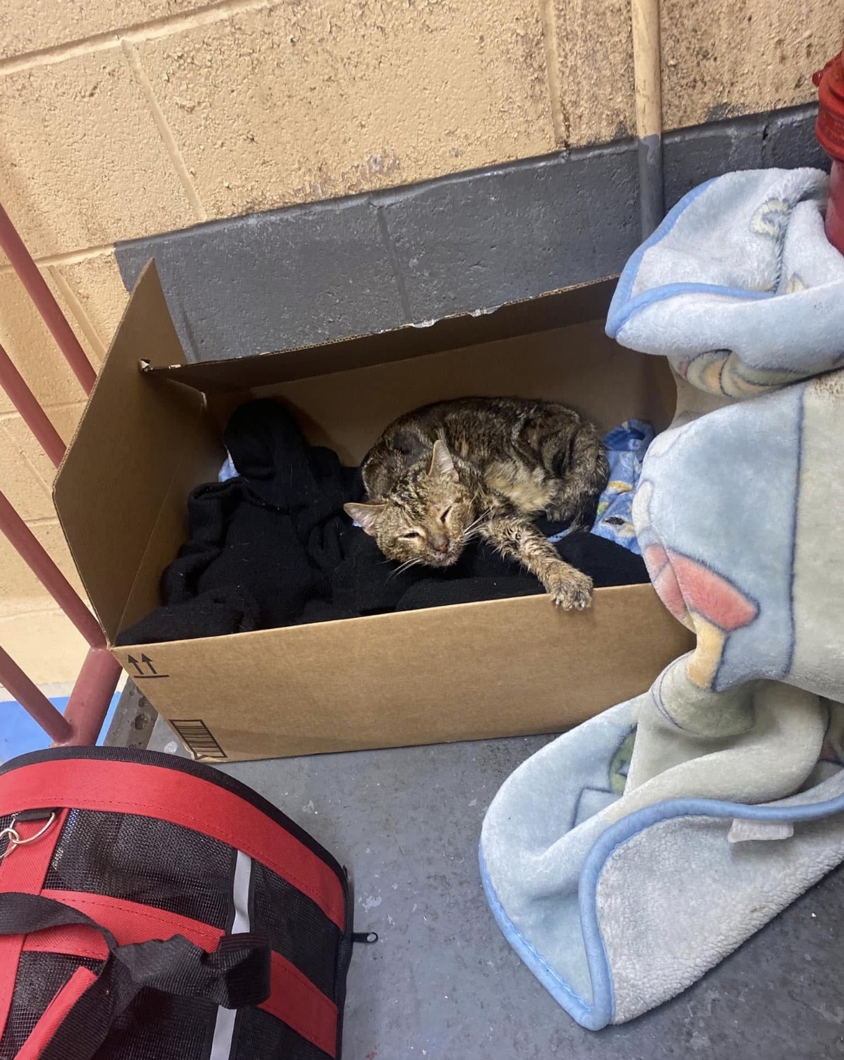 Sick stray cat resting in a makeshift box outside a bodega.