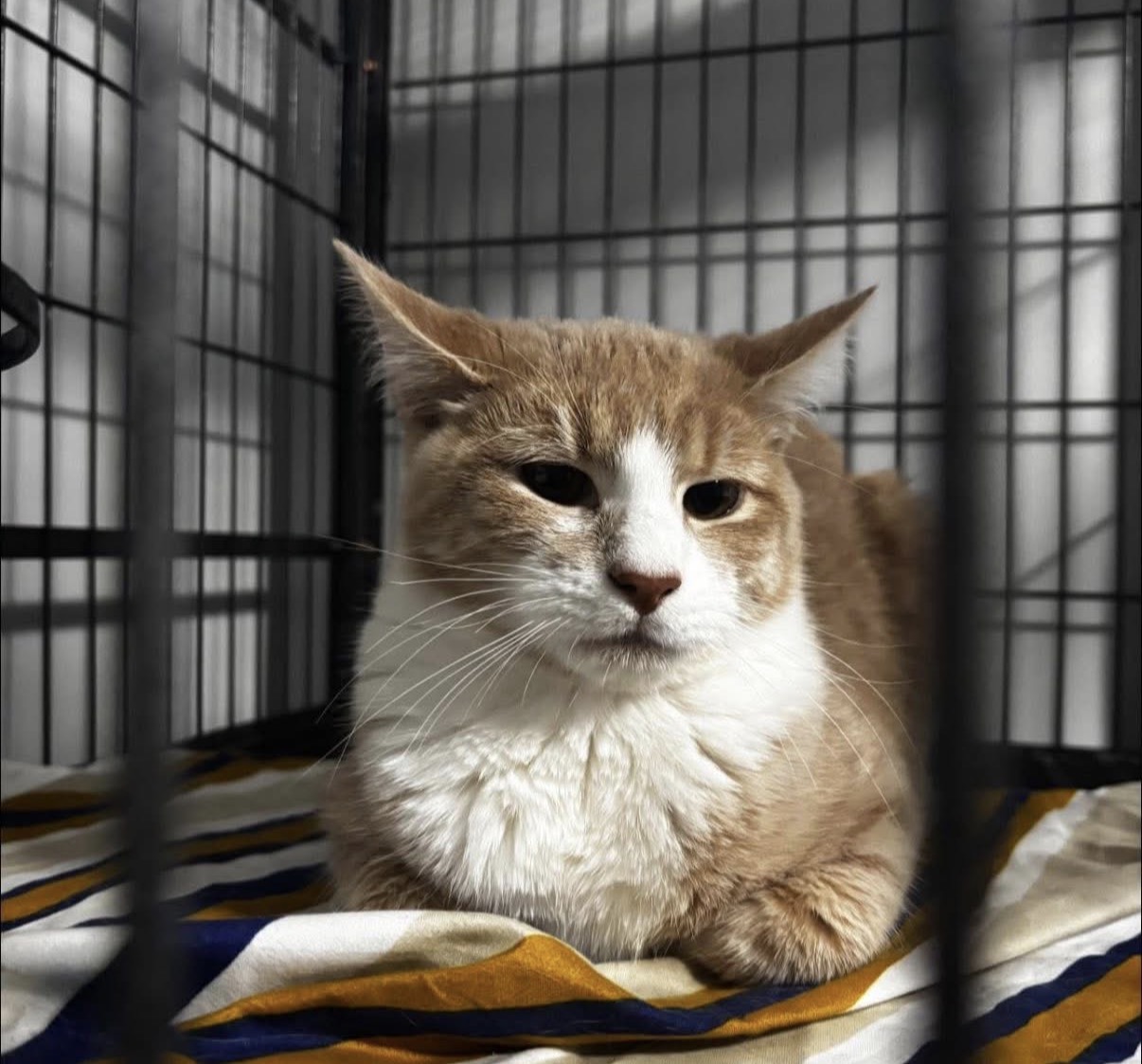 One of our rescued cats settling into intake.