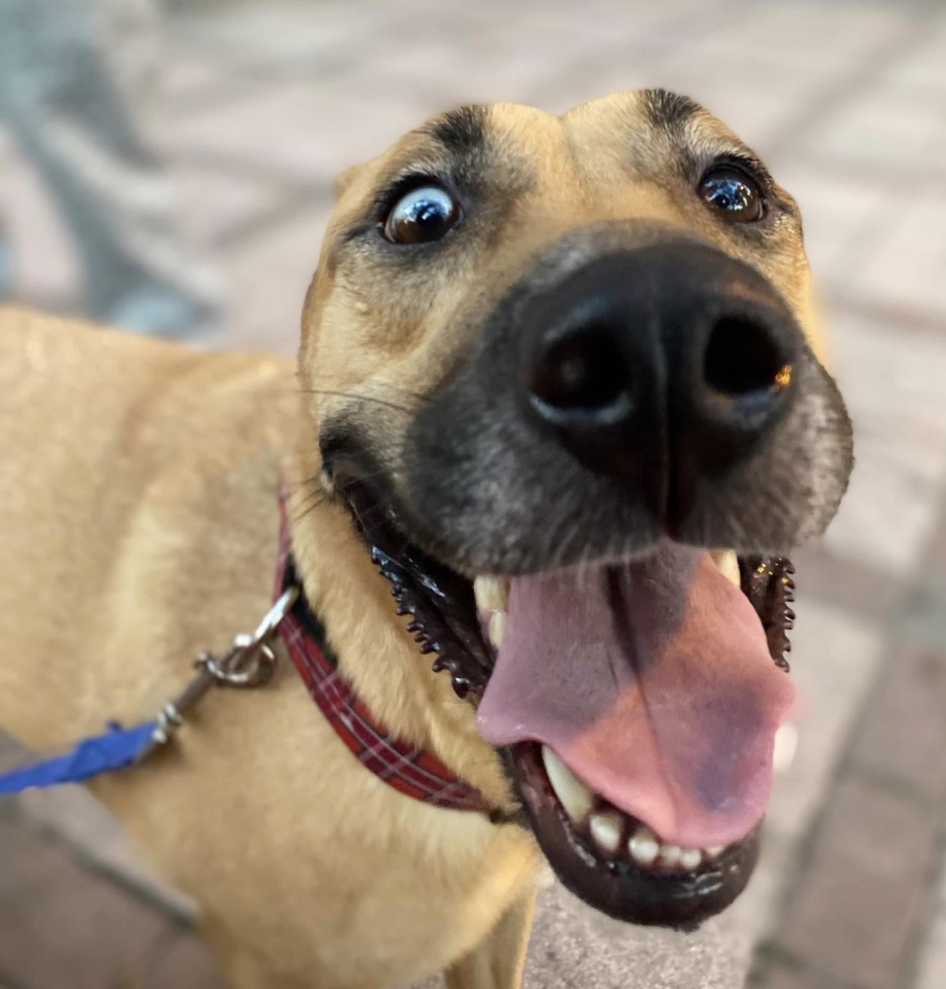 The face of a dog who just realized he's finally safe.