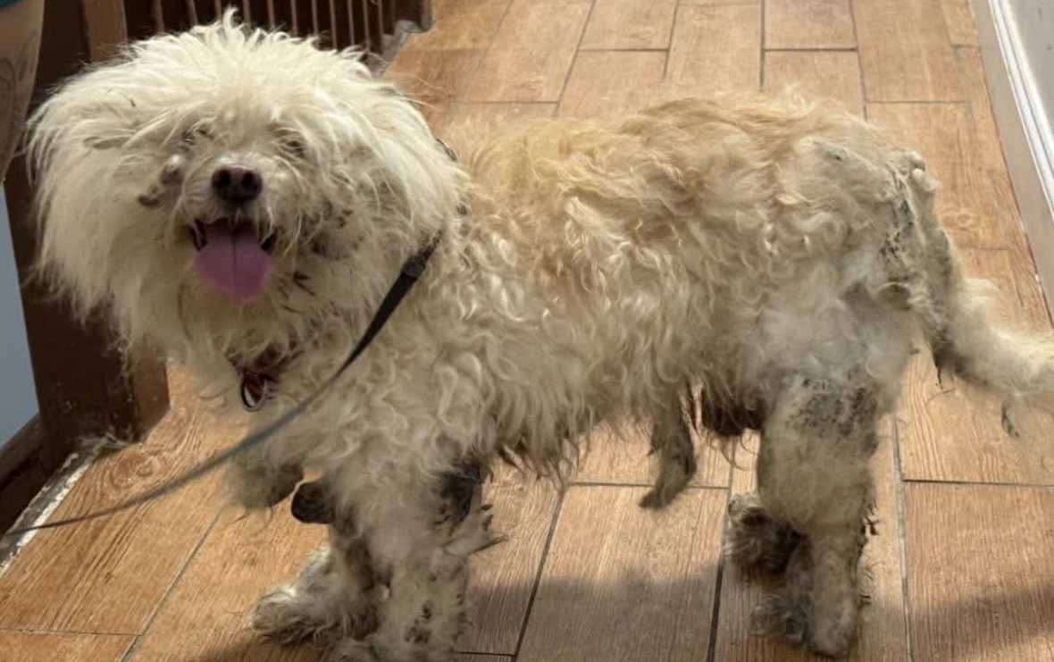 Matted, filthy, and finally smiling in a safe home.